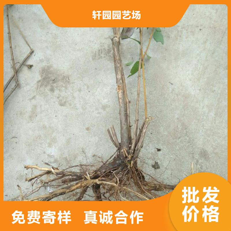 【 杈杷果-樱桃苗合作共赢】-可发货到自流井|沿滩|巴中|成都|泸州|遂宁