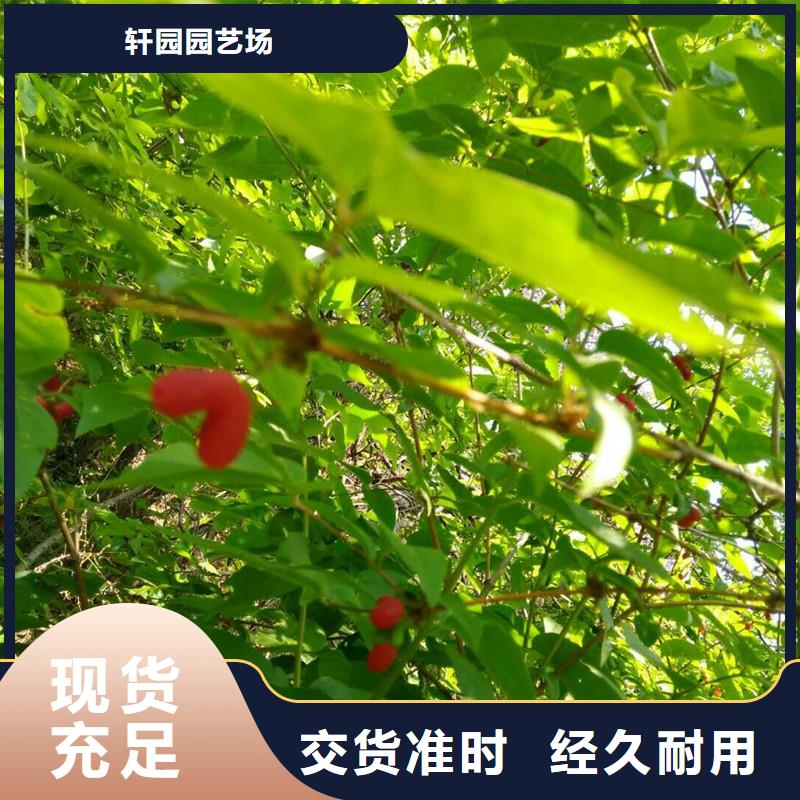 杏树苗视频-杏树苗|江苏省宿迁市|泗洪|宿豫|泰州|南京|连云港|淮安|盐城|常州|南通