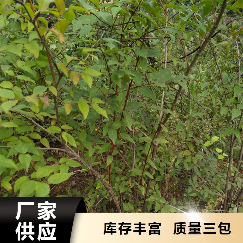 杏树苗视频-杏树苗|江苏省宿迁市|泗洪|宿豫|泰州|南京|连云港|淮安|盐城|常州|南通
