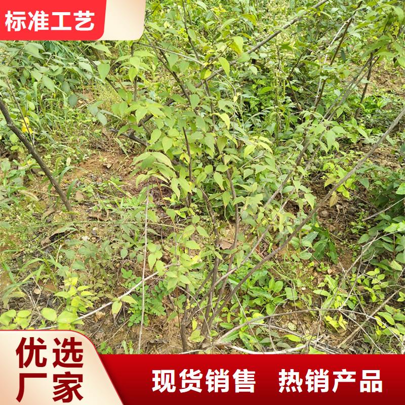 【 杈杷果-樱桃苗合作共赢】-可发货到自流井|沿滩|巴中|成都|泸州|遂宁