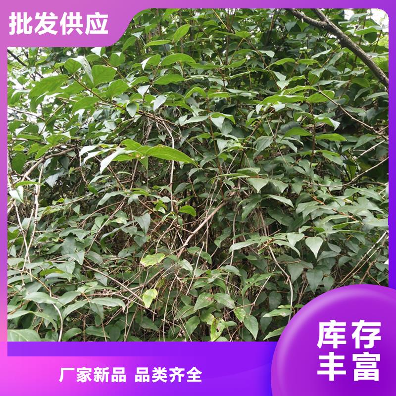 杏树苗视频-杏树苗|江苏省宿迁市|泗洪|宿豫|泰州|南京|连云港|淮安|盐城|常州|南通