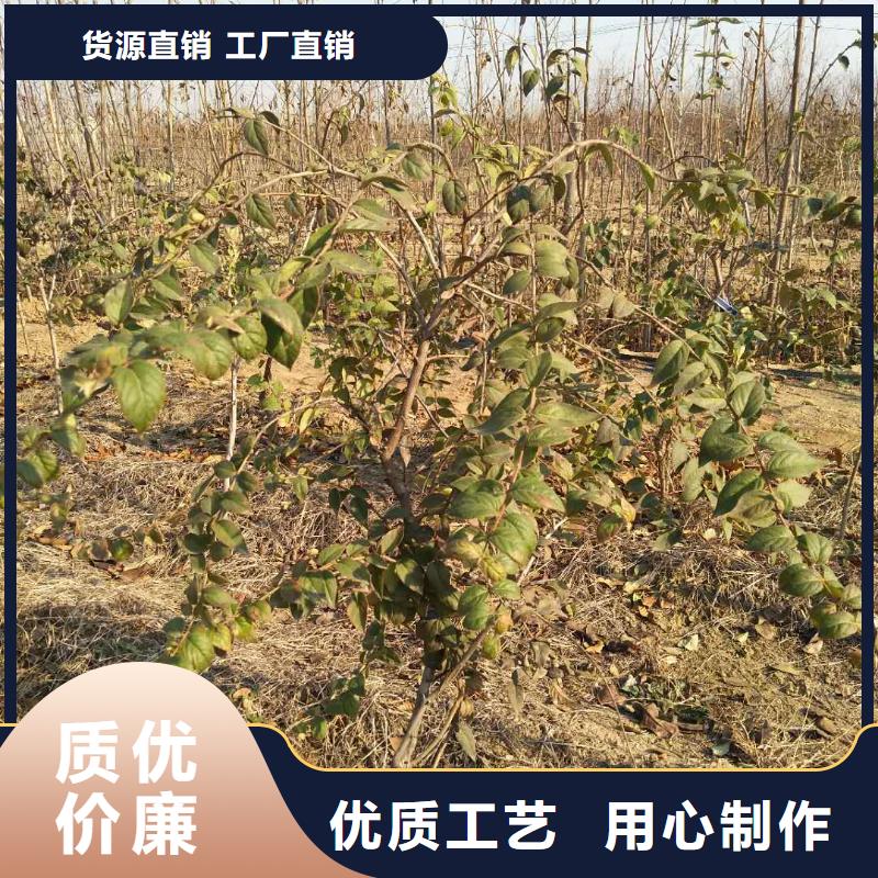 杈杷果_【石榴树】来图定制采购无忧