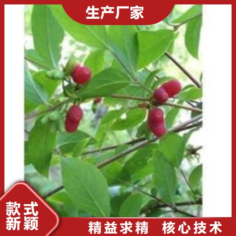杈杷果_【石榴树】来图定制采购无忧