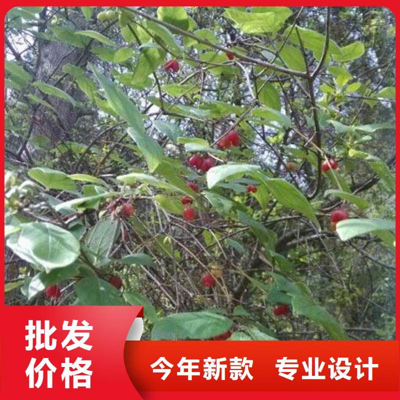 杈杷果桃树苗物流配货上门