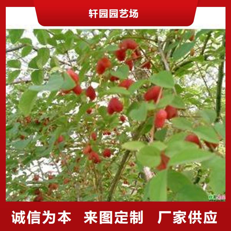【 杈杷果-樱桃苗合作共赢】-可发货到自流井|沿滩|巴中|成都|泸州|遂宁