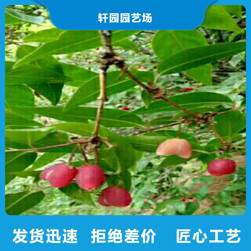 杏树苗视频-杏树苗-河北省廊坊市广阳|永清|沧州|邯郸|秦皇岛|唐山|承德|保定附近经销商