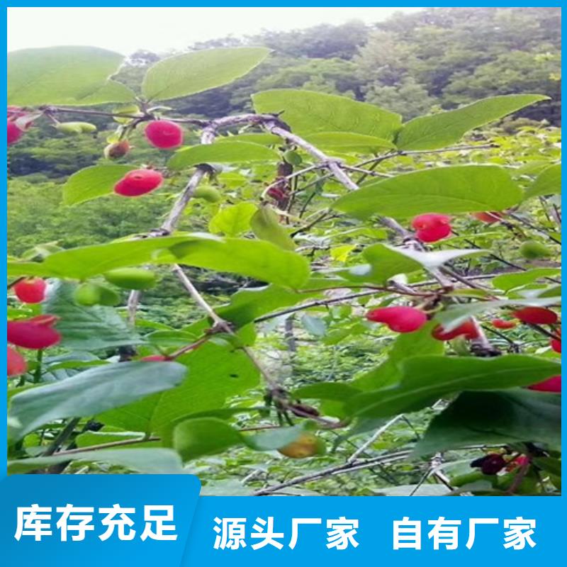 杏树苗视频-杏树苗-河北省廊坊市广阳|永清|沧州|邯郸|秦皇岛|唐山|承德|保定附近经销商