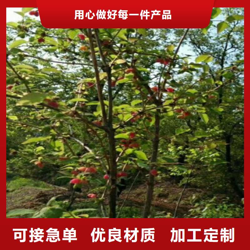 杏树苗视频-杏树苗-河北省廊坊市广阳|永清|沧州|邯郸|秦皇岛|唐山|承德|保定附近经销商