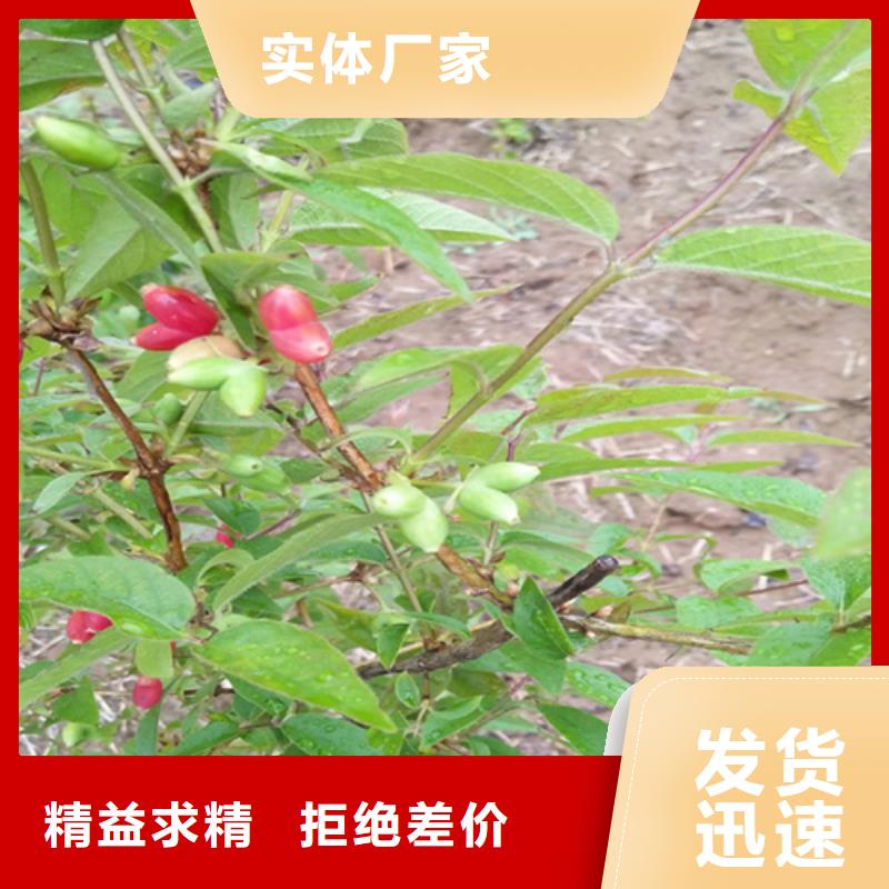 杏树苗视频-杏树苗-河北省廊坊市广阳|永清|沧州|邯郸|秦皇岛|唐山|承德|保定附近经销商