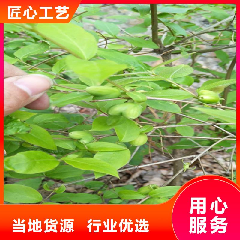杏树苗视频-杏树苗-河北省廊坊市广阳|永清|沧州|邯郸|秦皇岛|唐山|承德|保定附近经销商