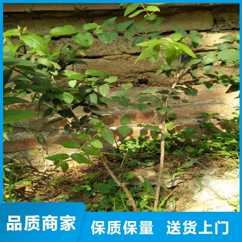 杏树苗视频-杏树苗-河北省廊坊市广阳|永清|沧州|邯郸|秦皇岛|唐山|承德|保定附近经销商