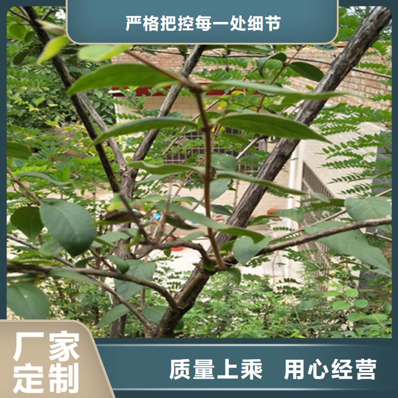 杏树苗视频-杏树苗-河北省廊坊市广阳|永清|沧州|邯郸|秦皇岛|唐山|承德|保定附近经销商
