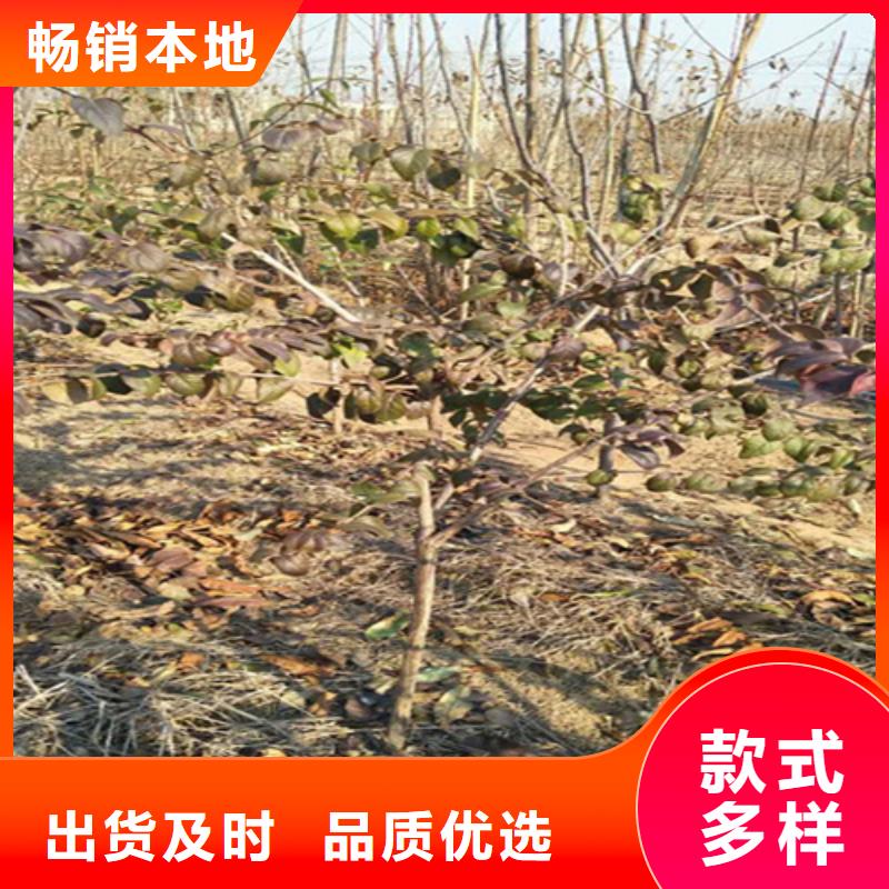 杏树苗视频-杏树苗-河北省廊坊市广阳|永清|沧州|邯郸|秦皇岛|唐山|承德|保定附近经销商