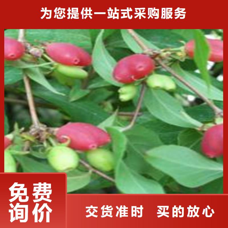 杏树苗视频-杏树苗-河北省廊坊市广阳|永清|沧州|邯郸|秦皇岛|唐山|承德|保定附近经销商
