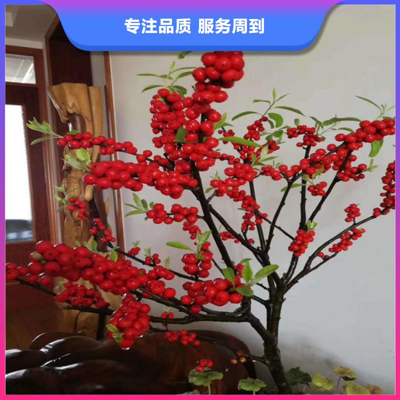 北美冬青_西瓜苗产地货源