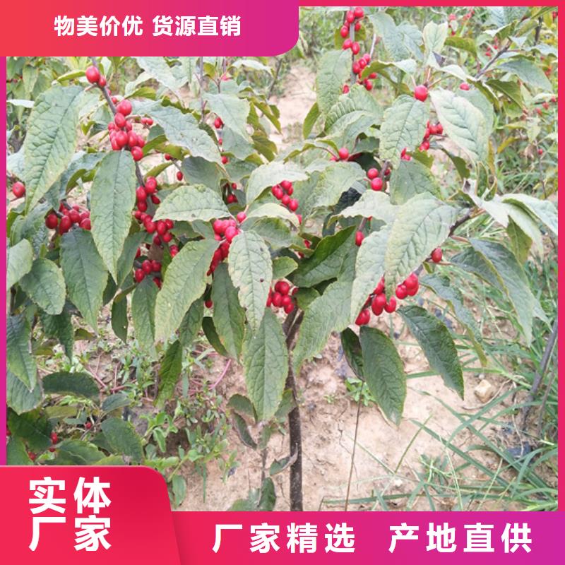【北美冬青】桃树苗老品牌厂家