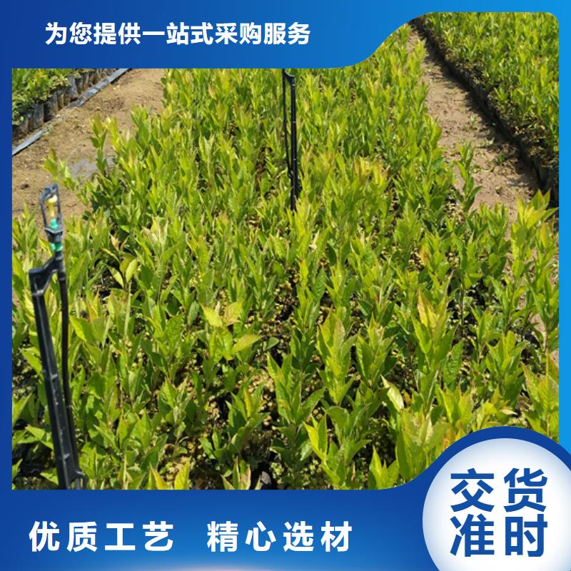 北美冬青_西瓜苗产地货源