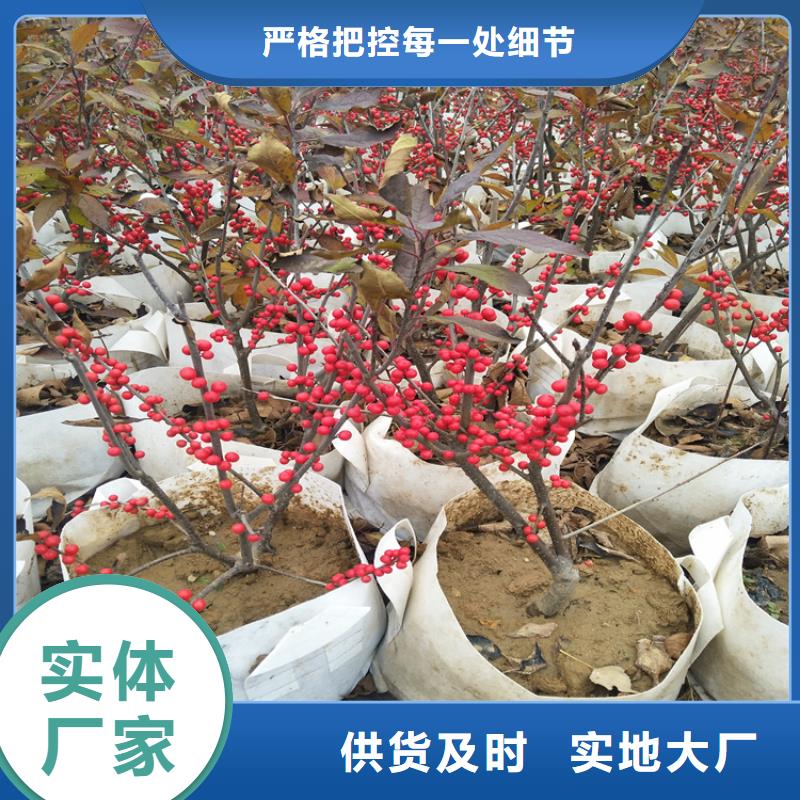 北美冬青_西瓜苗产地货源