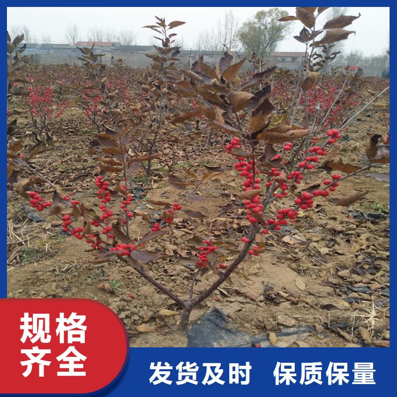 北美冬青【猕猴桃苗】多年厂家可靠