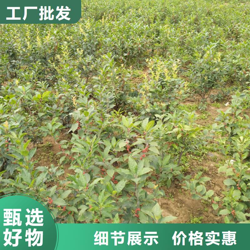 北美冬青【猕猴桃苗】多年厂家可靠