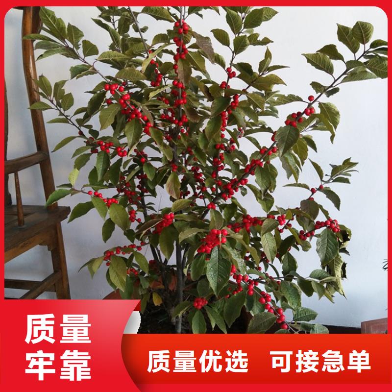 【北美冬青】桃树苗老品牌厂家