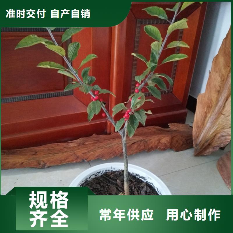 北美冬青【猕猴桃苗】多年厂家可靠