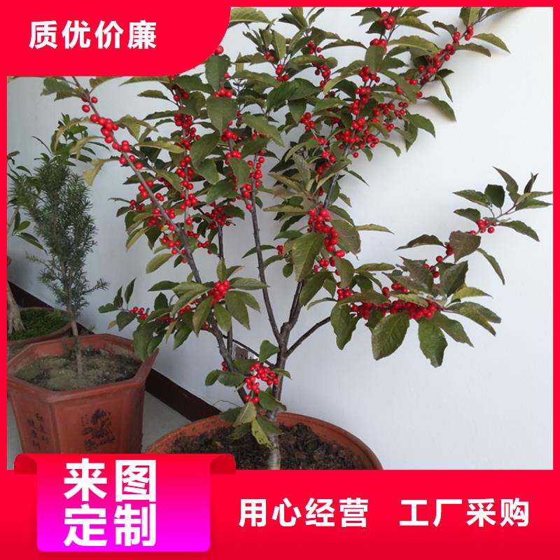 【北美冬青】桃树苗老品牌厂家