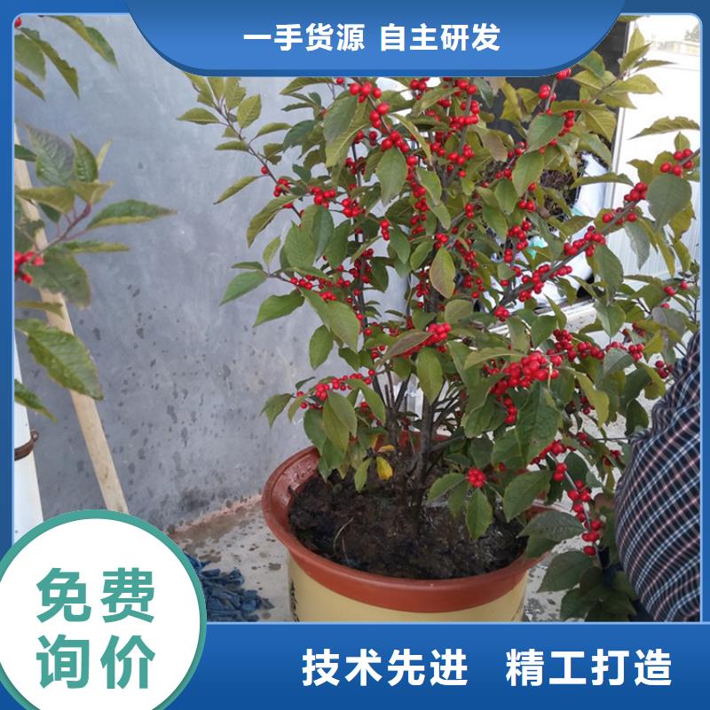 【北美冬青】桃树苗老品牌厂家