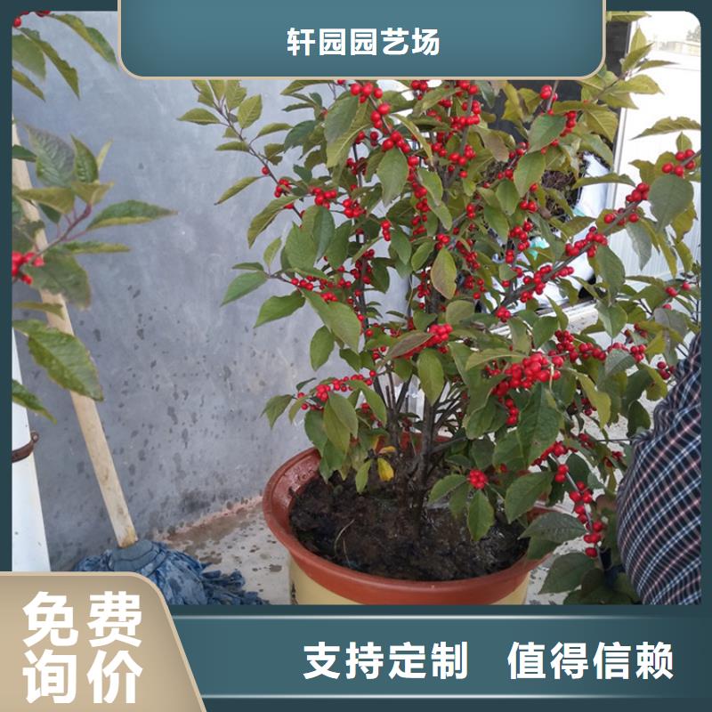 【北美冬青】桃树苗老品牌厂家