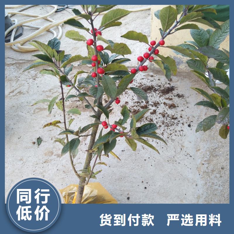【北美冬青】桃树苗老品牌厂家