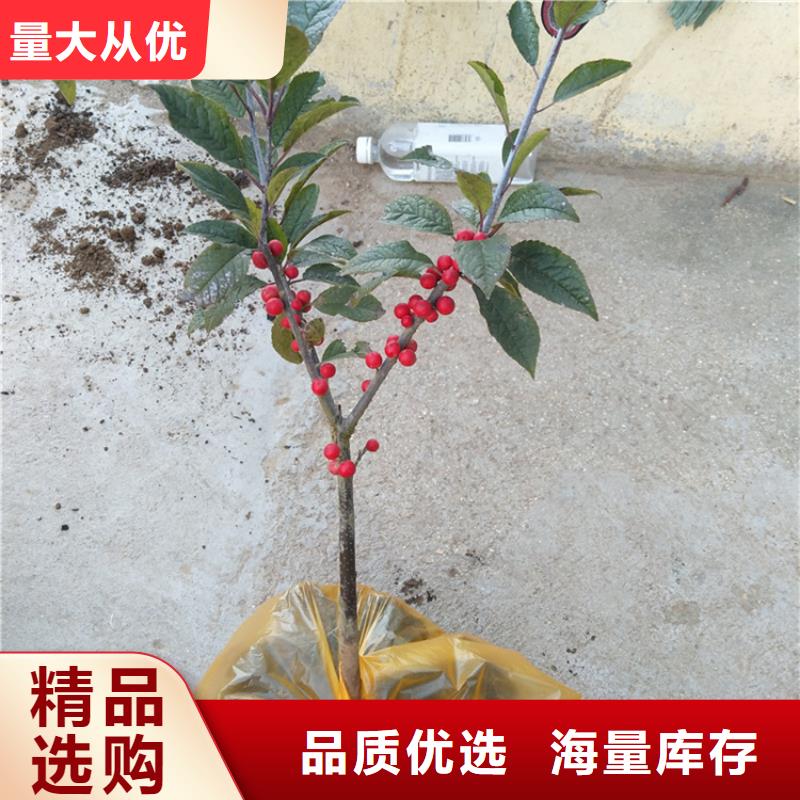 北美冬青【猕猴桃苗】多年厂家可靠