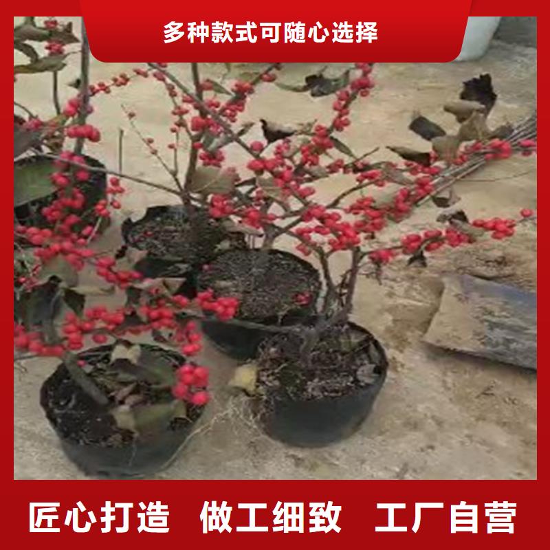 北美冬青【猕猴桃苗】多年厂家可靠