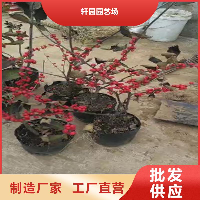 【北美冬青】桃树苗老品牌厂家