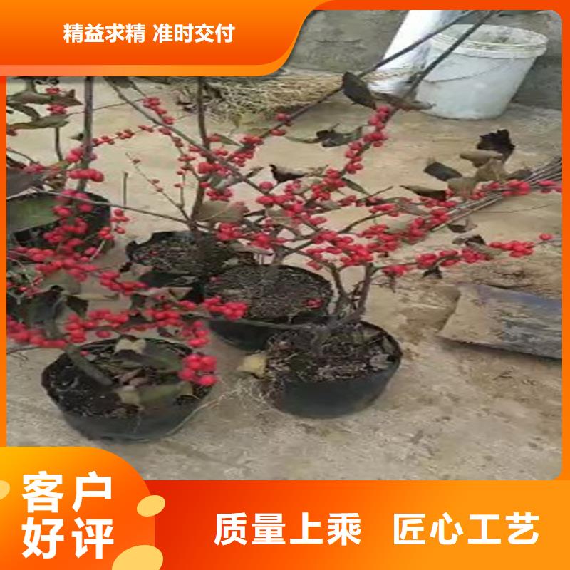 北美冬青【猕猴桃苗】多年厂家可靠