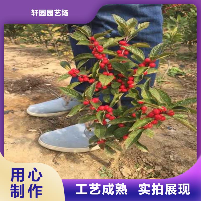 北美冬青【猕猴桃苗】多年厂家可靠