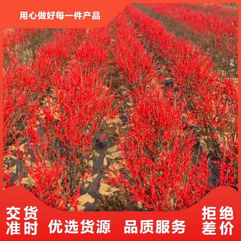 北美冬青【猕猴桃苗】多年厂家可靠