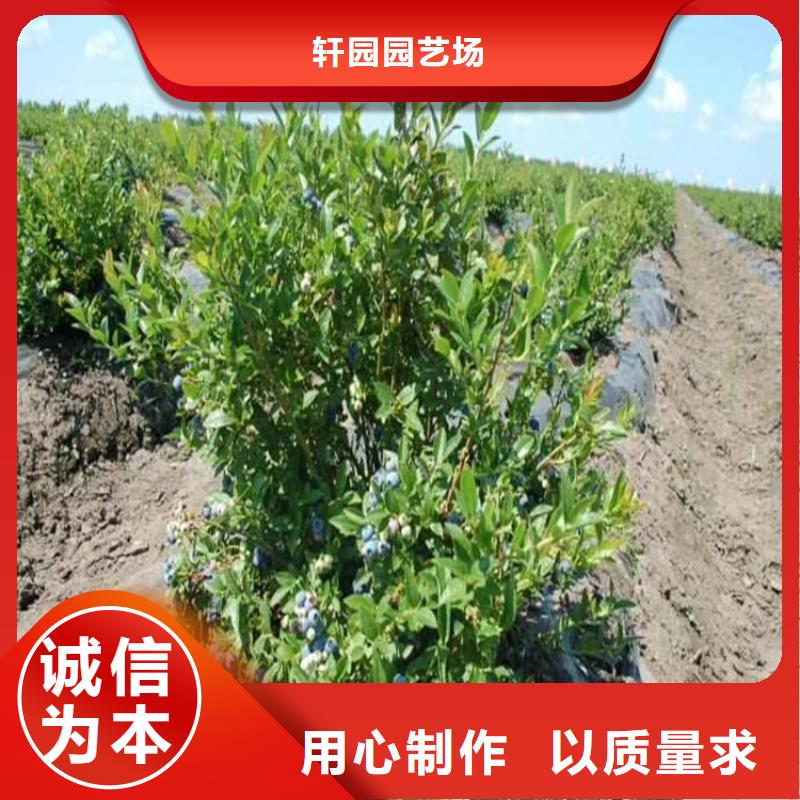 蓝莓苗猕猴桃苗快速发货