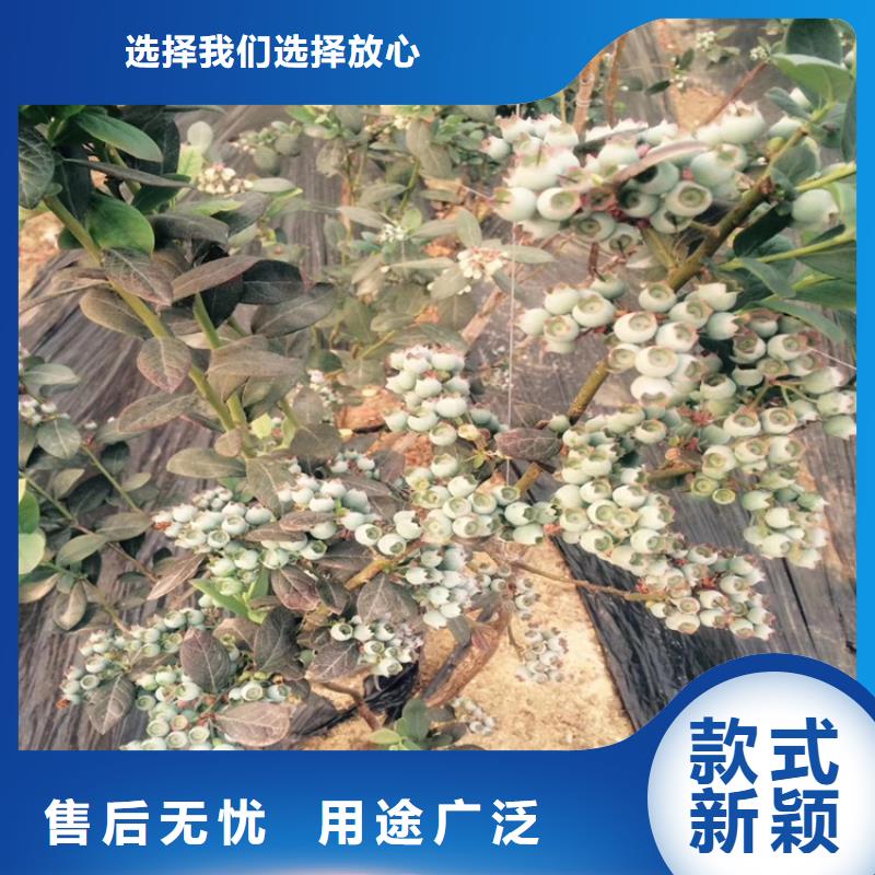蓝莓苗猕猴桃苗快速发货