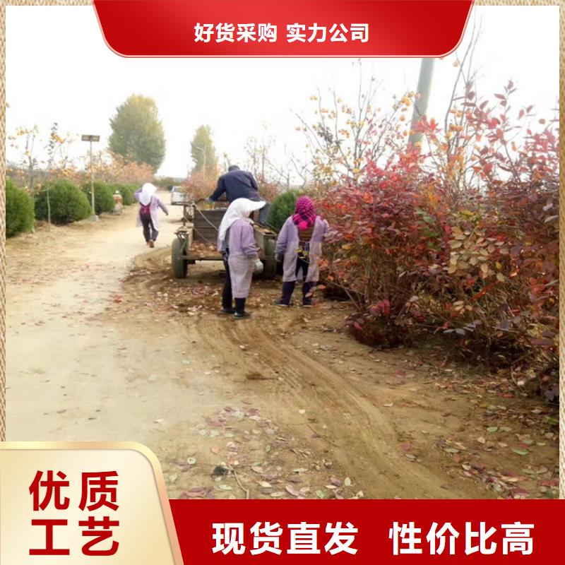 蓝莓苗苹果苗货源稳定