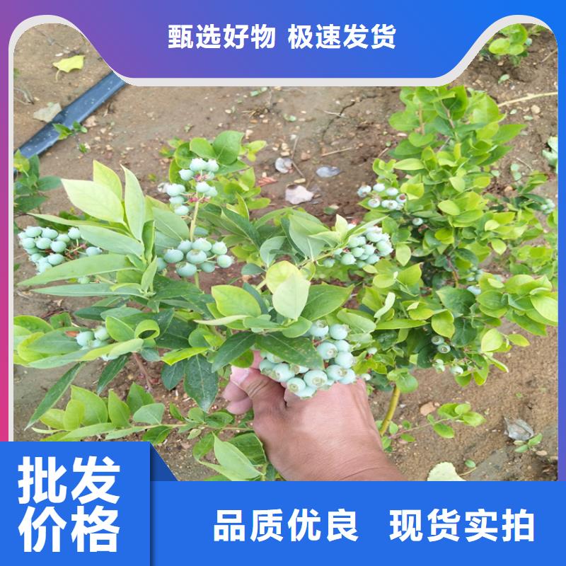蓝莓苗猕猴桃苗快速发货