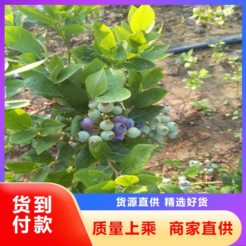 蓝莓苗猕猴桃苗快速发货