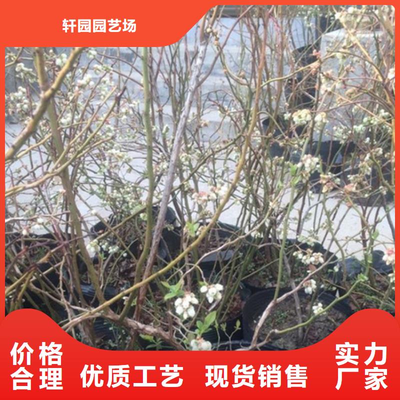 蓝莓苗苹果苗货源稳定