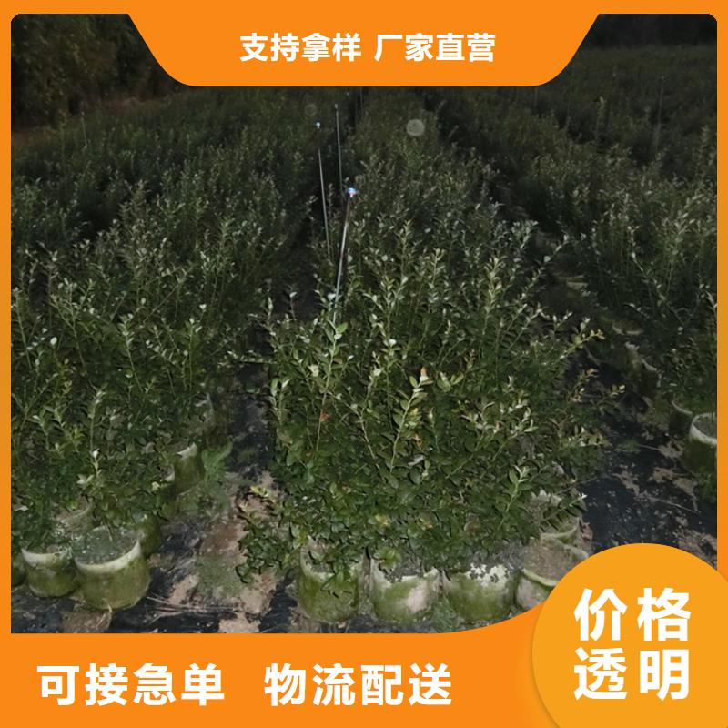 蓝莓苗猕猴桃苗快速发货