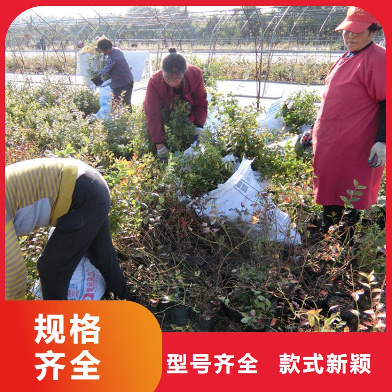 蓝莓苗猕猴桃苗快速发货