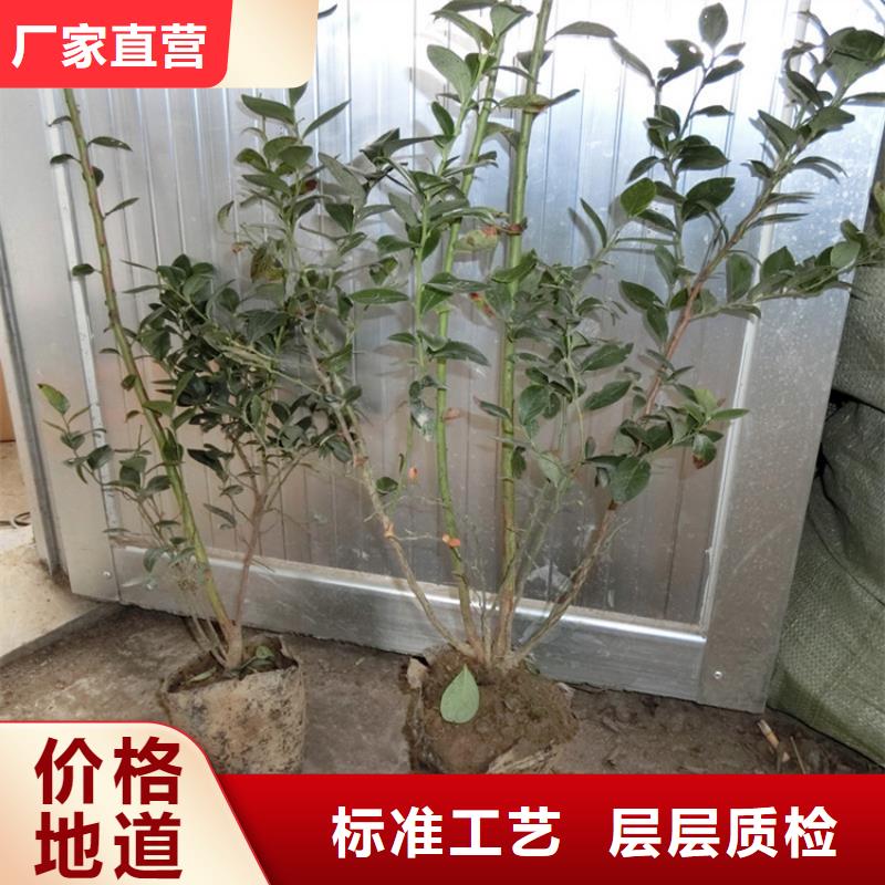 蓝莓苗猕猴桃苗快速发货