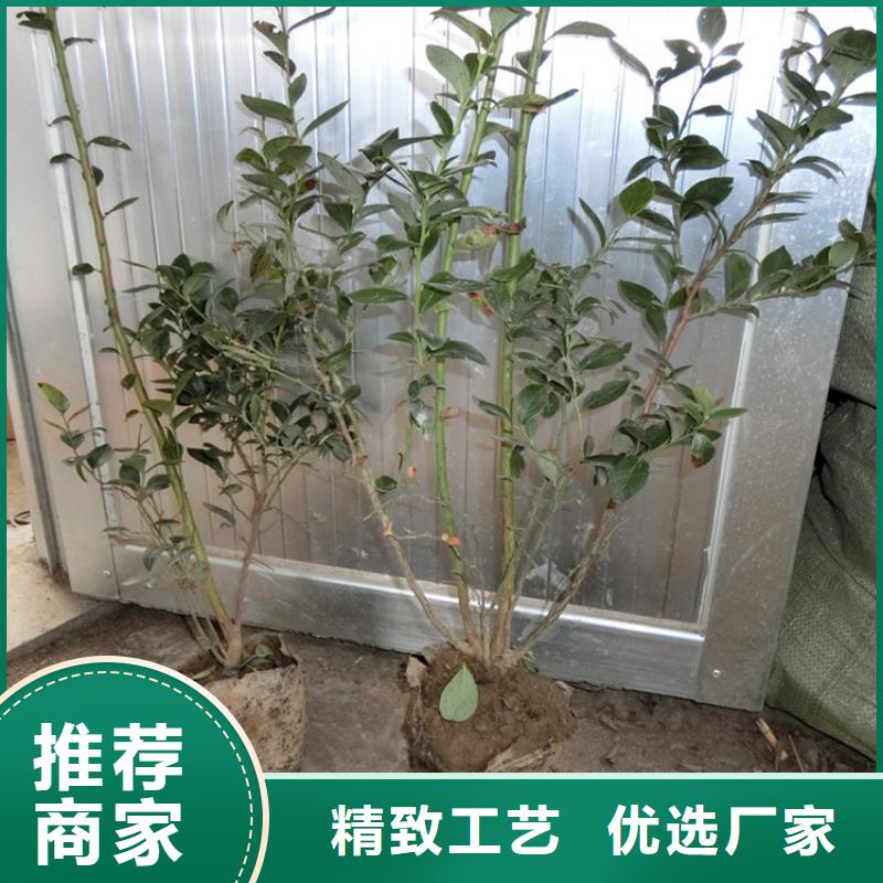蓝莓苗苹果苗货源稳定