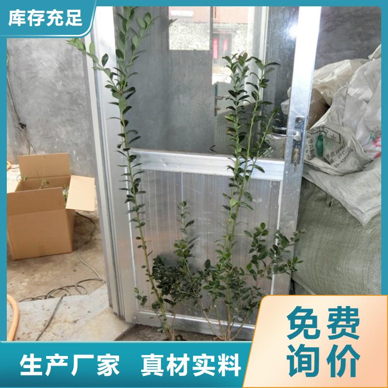 蓝莓苗【杏树苗】品质优选
