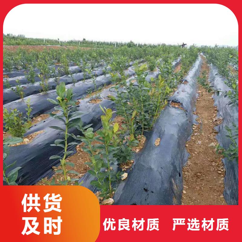 蓝莓苗猕猴桃苗快速发货