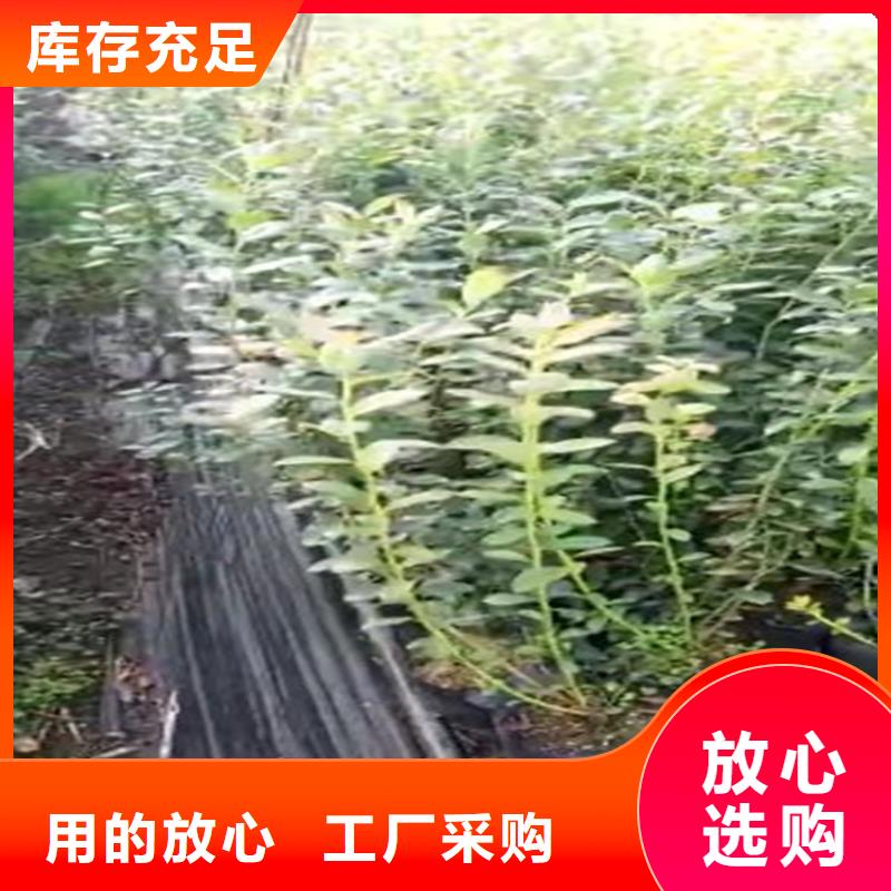 蓝莓苗猕猴桃苗快速发货
