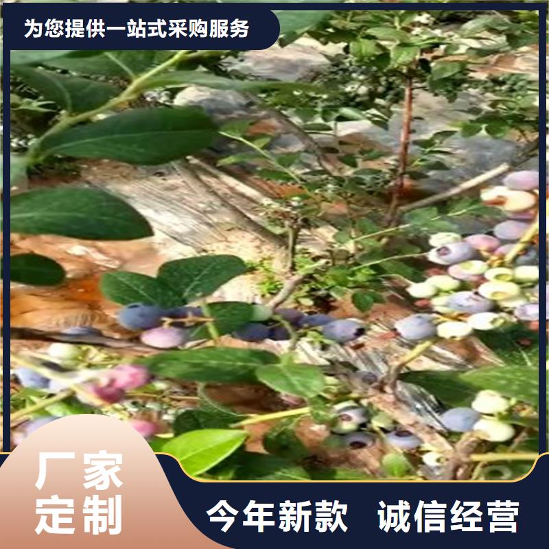 蓝莓苗猕猴桃苗快速发货